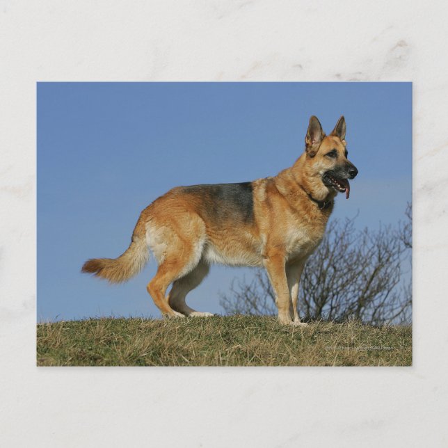 Cartão Postal German shepherd 2 De Cabelo Longo Marrom (Frente)