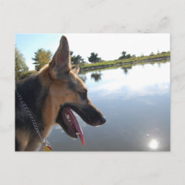 Cartão Postal German shepherd/Aproveitando a visualização