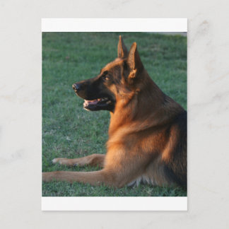 Cartão Postal German Shepherd at sunset - "Zamp"