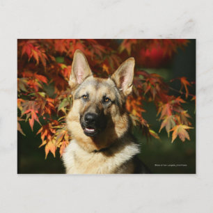 Cartão Postal German Shepherd Autumn Leaves