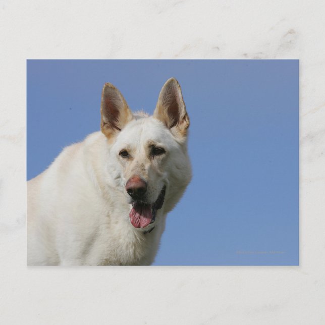 Cartão Postal German shepherd branco (Frente)