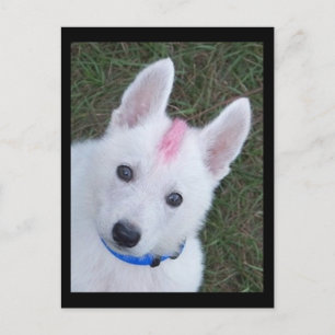 Cartão Postal German shepherd branco w. Mohawk