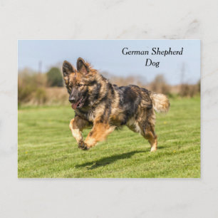 Cartão postal German shepherd Cachorro Alsaciano