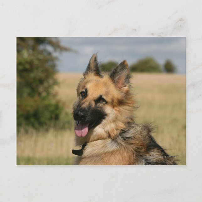 Cartão Postal German shepherd com a língua para fora (Frente)