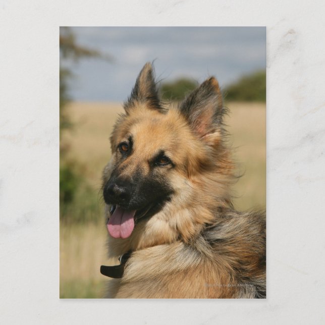 Cartão Postal German shepherd com a língua para fora (Frente)