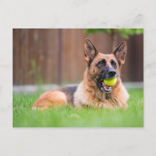 Cartão Postal german shepherd Com Bola De Tênis
