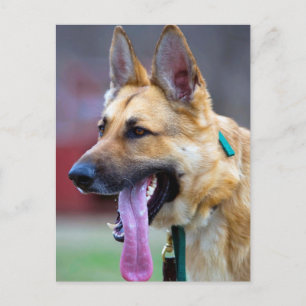 Cartão Postal german shepherd com língua longa