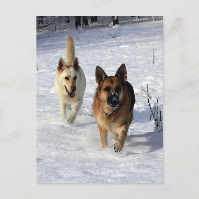 Cartão Postal German shepherd correndo na neve (Frente)