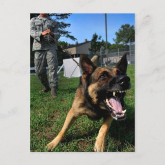 Cartão Postal German shepherd de Barco