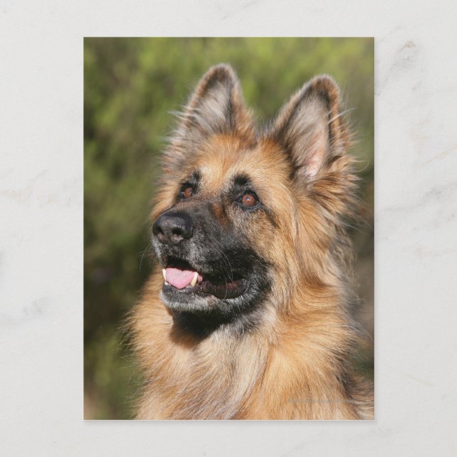 Cartão Postal German shepherd de longo curso 1 (Frente)