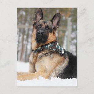 Cartão Postal German shepherd Na Neve