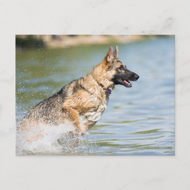 Cartão Postal German shepherd Passa Para A Água (Frente)