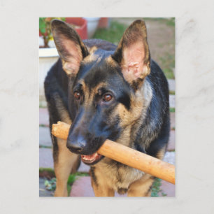 Cartão Postal German shepherd por Shirley Taylor