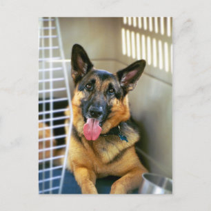 Cartão Postal German Shepherd Postcard
