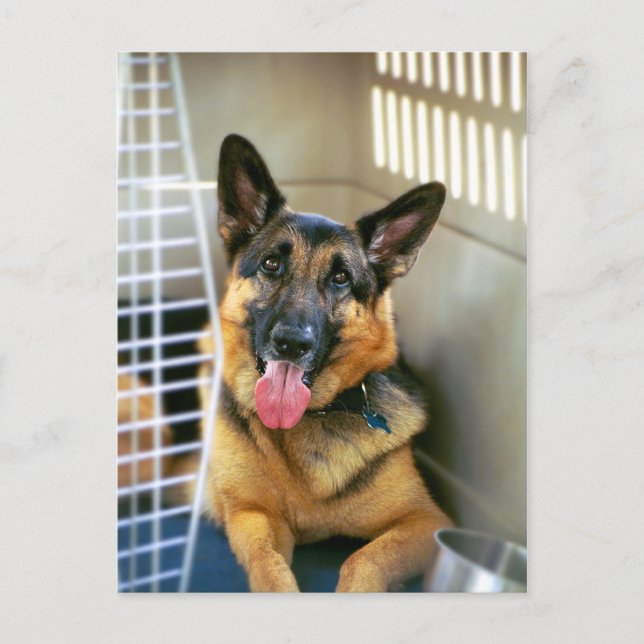 Cartão Postal German Shepherd Postcard (Frente)
