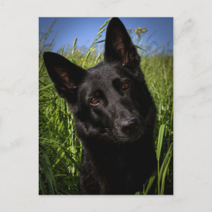 Cartão Postal german shepherd preto