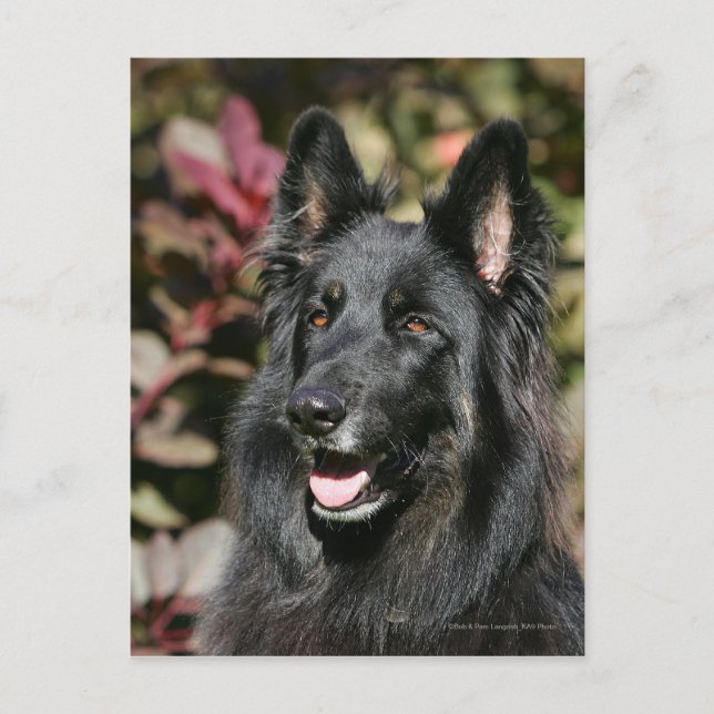 Cartão Postal German shepherd Preto Longo (Frente)