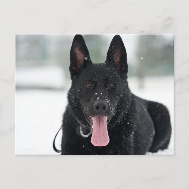 Cartão Postal german shepherd preto na neve (Frente)