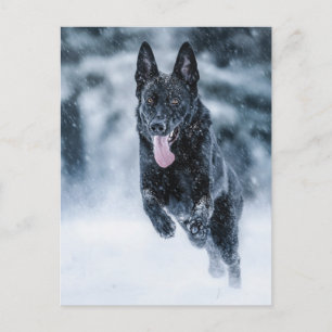 Cartão Postal German shepherd preto no Cobrir da escova de neve