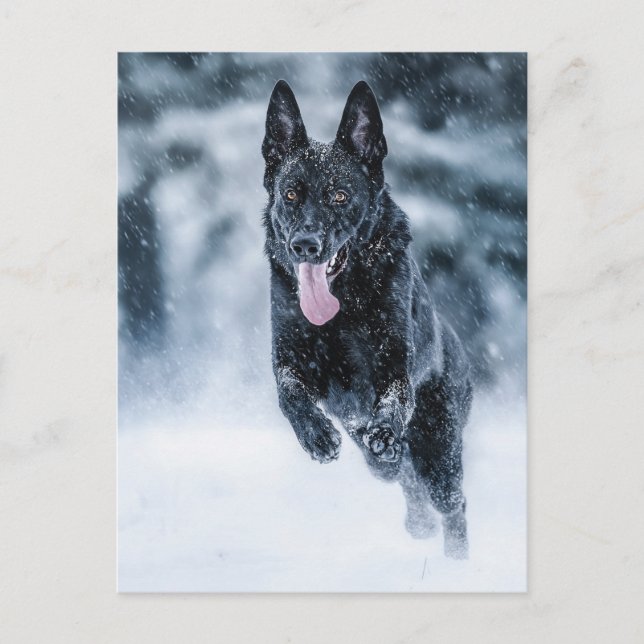 Cartão Postal German shepherd preto no Cobrir da escova de neve (Frente)