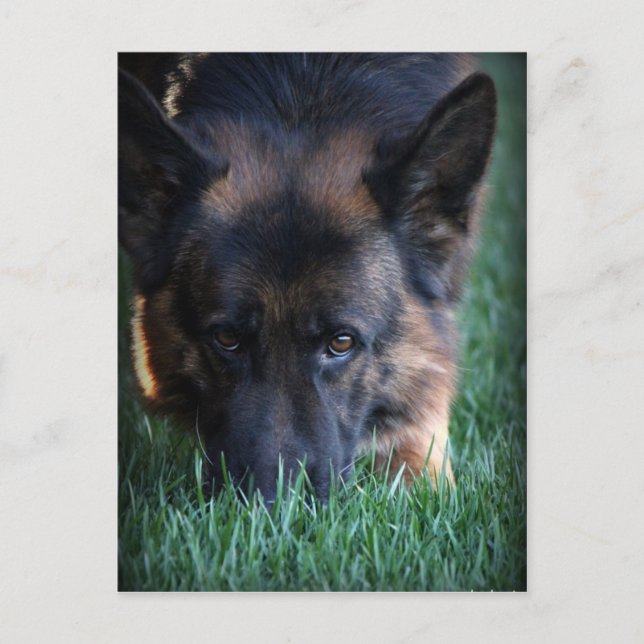 Cartão Postal german shepherd Randy vom Leithawald (Frente)
