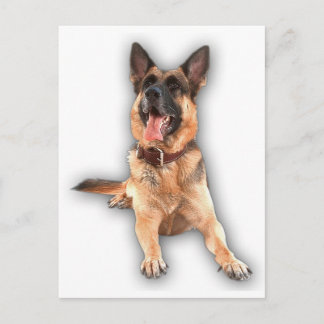 Cartão Postal German shepherd rindo