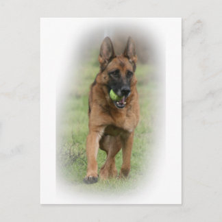 Cartão Postal german shepherd "Vita"