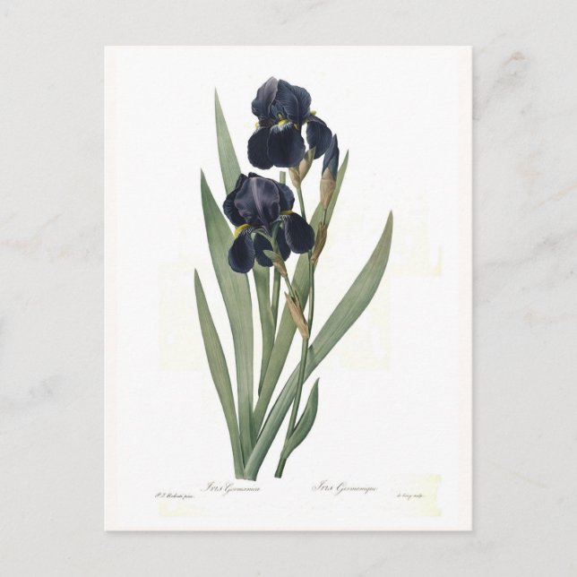 Cartão Postal Germanica da íris (Frente)