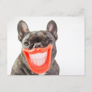 Cartão Postal Getty Images   Um Cachorro Sorridente