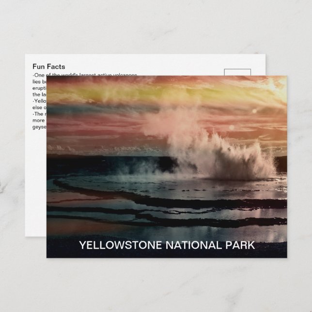 Cartão Postal Geyser Facts Yellowstone National Park (Frente/Verso)