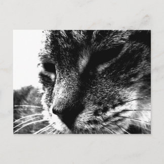 Cartão Postal Ghost Cat