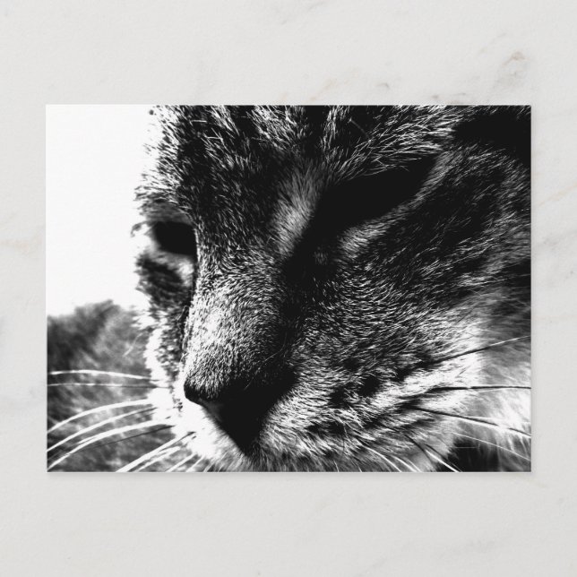 Cartão Postal Ghost Cat (Frente)