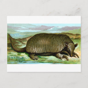 Cartão Postal Giant Armadillo
