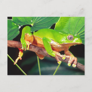Cartão Postal Giant Bicolor Monkey Treefrog, Phyllomedusa