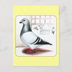 Cartão Postal Giant Homer Pigeon 1973