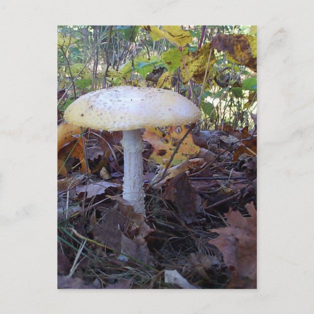 Cartão Postal Giant Mushroom (Frente)