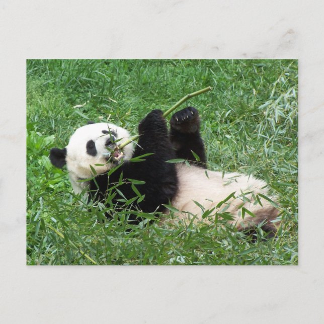 Cartão Postal Giant Panda Lounging Comendo Bambu (Frente)
