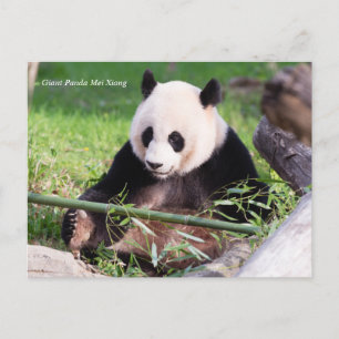 Cartão Postal Giant Panda Mei Xiang