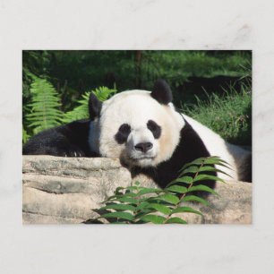 Cartão Postal Giant Panda Napping