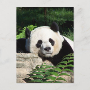 Cartão Postal Giant Panda Napping