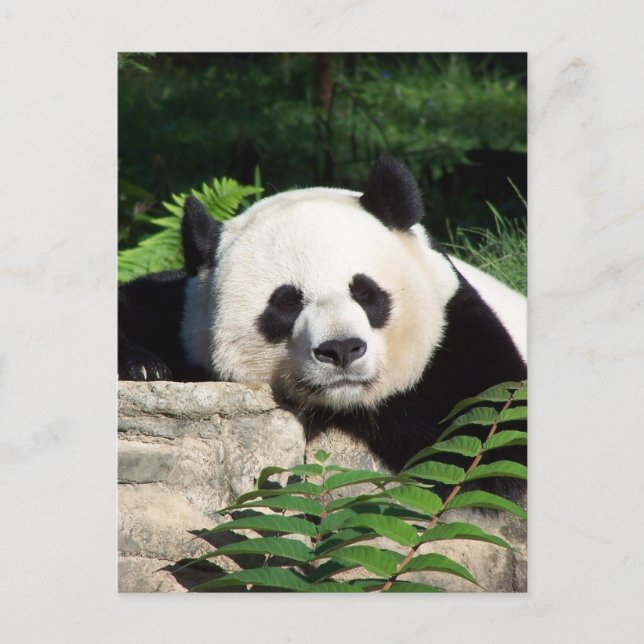 Cartão Postal Giant Panda Napping (Frente)