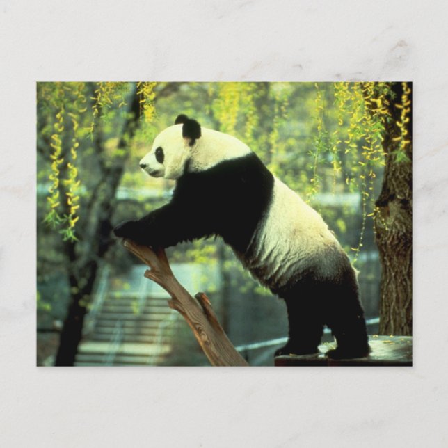 Cartão Postal Giant Panda Yoga Stretch (Frente)
