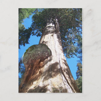 Cartão Postal Giant Seqouia