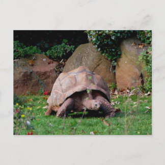 Cartão Postal Giant Tortoise