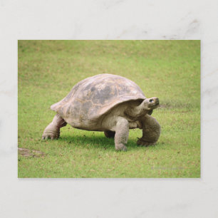 Cartão Postal Giant Tortoise caminhando sobre a grama