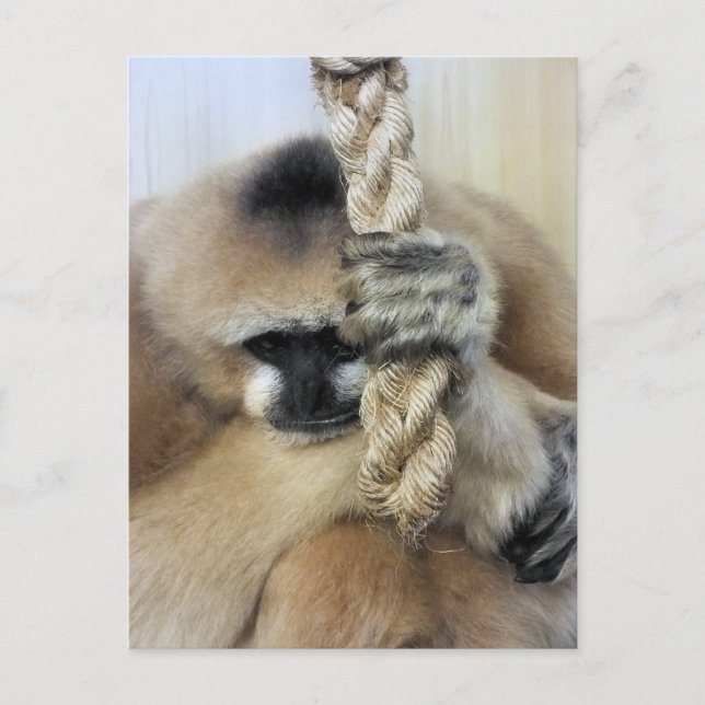 CARTÃO POSTAL GIBBON (Frente)