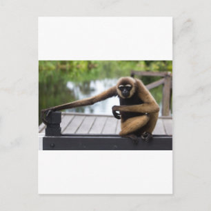 Cartão Postal Gibbon