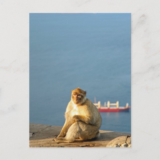 Cartão Postal Gibraltar Barbary (Frente)