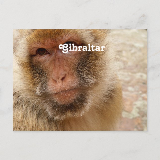 Cartão Postal Gibraltar Barbary Macaques (Frente)