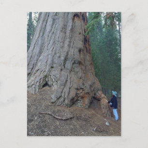 Cartão Postal Gigantes de Árvores Sequoias